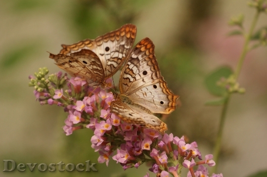 Devostock Butterfly 4K nature  (6)