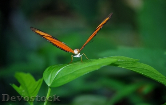 Devostock Butterfly 4K nature  (60).jpeg