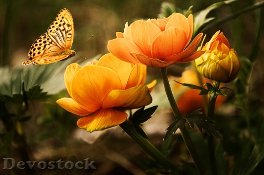 Devostock Butterfly 4K nature  (61).jpeg