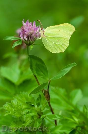 Devostock Butterfly 4K nature  (63).jpeg