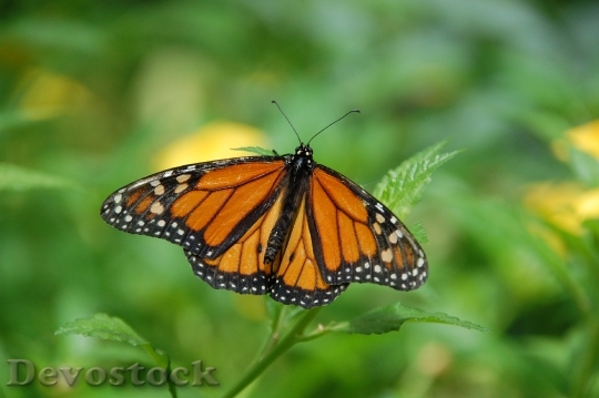 Devostock Butterfly 4K nature  (64).jpeg