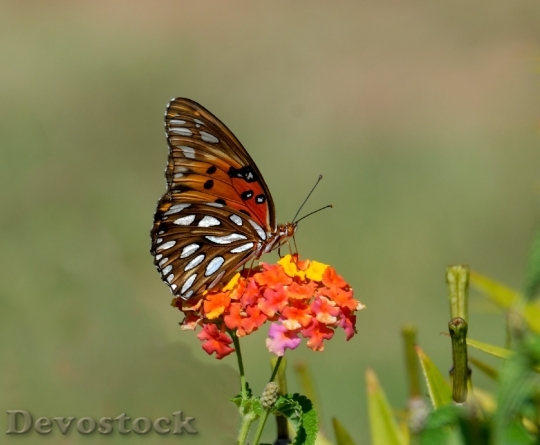 Devostock Butterfly 4K nature  (65).jpeg