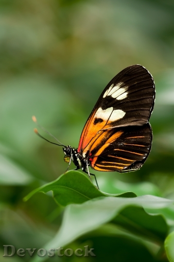 Devostock Butterfly 4K nature  (66).jpeg