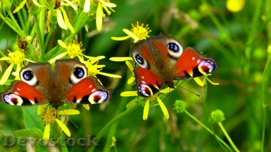 Devostock Butterfly 4K nature  (69).jpeg