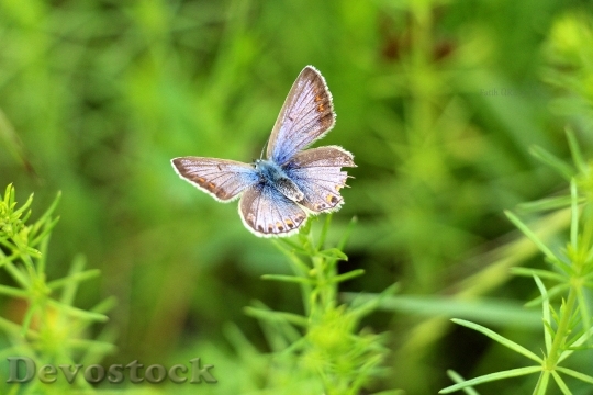 Devostock Butterfly 4K nature  (7)