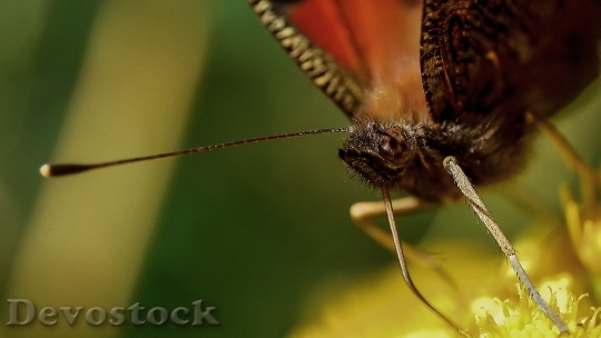 Devostock Butterfly 4K nature  (70).jpeg