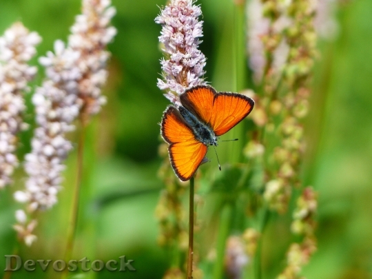 Devostock Butterfly 4K nature  (73).jpeg