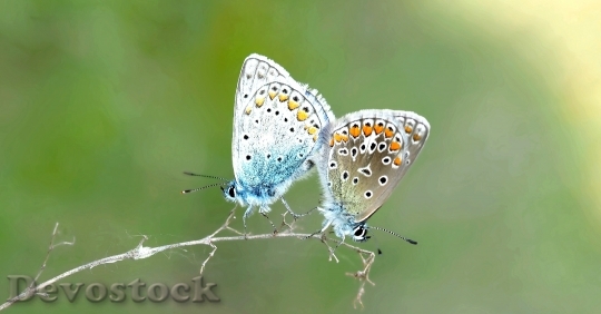 Devostock Butterfly 4K nature  (74).jpeg