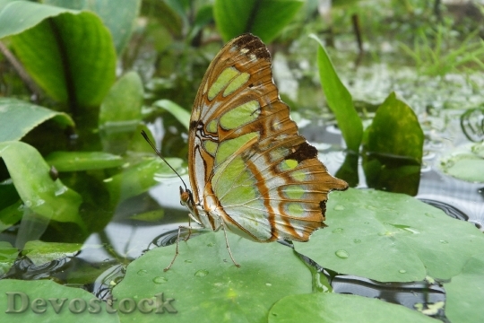 Devostock Butterfly 4K nature  (75).jpeg