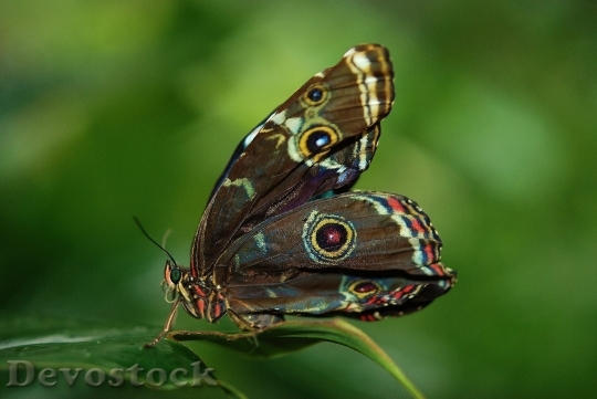 Devostock Butterfly 4K nature  (79).jpeg