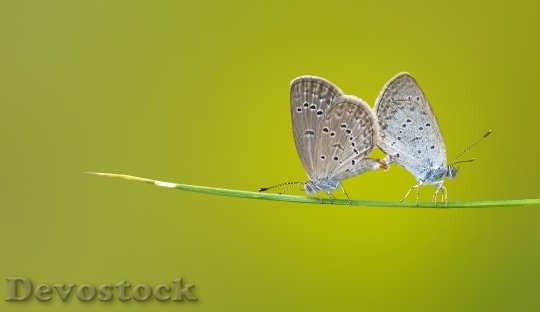 Devostock Butterfly 4K nature  (8)