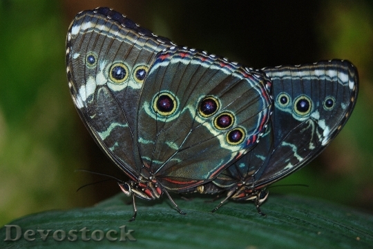 Devostock Butterfly 4K nature  (80).jpeg