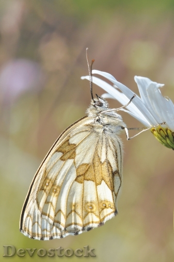 Devostock Butterfly 4K nature  (85).jpeg