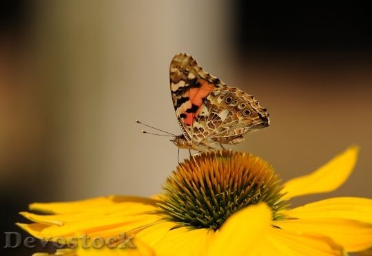 Devostock Butterfly 4K nature  (89).jpeg