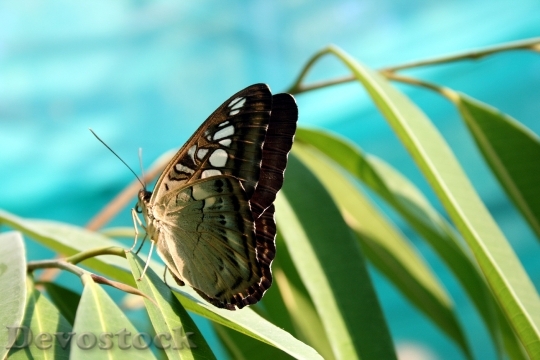 Devostock Butterfly 4K nature  (9)