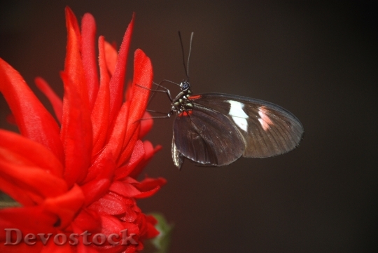 Devostock Butterfly 4K nature  (91).jpeg