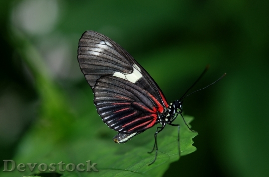 Devostock Butterfly 4K nature  (92).jpeg