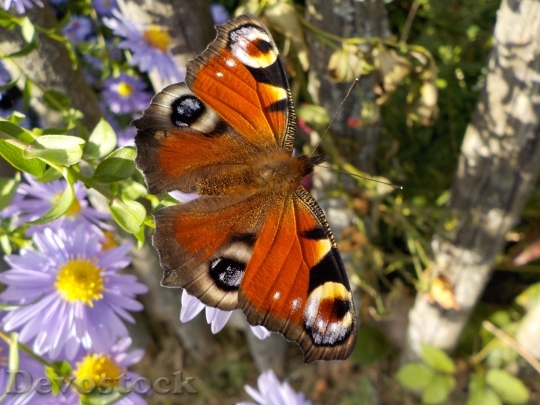 Devostock Butterfly 4K nature  (94).jpeg