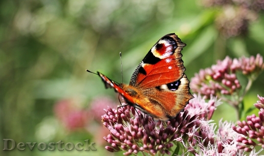 Devostock Butterfly 4K nature  (95).jpeg