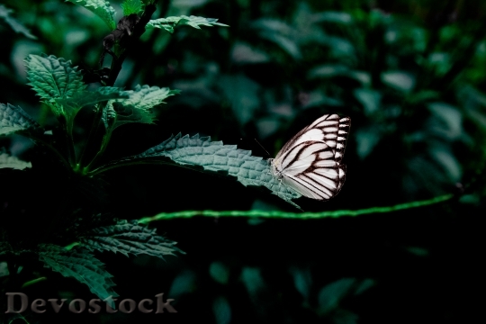 Devostock Butterfly 4K nature  (98).jpeg