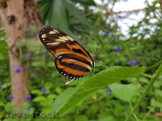 Devostock Butterfly colorful  (100)