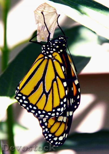 Devostock Butterfly colorful  (101)