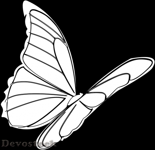Devostock Butterfly colorful  (102)