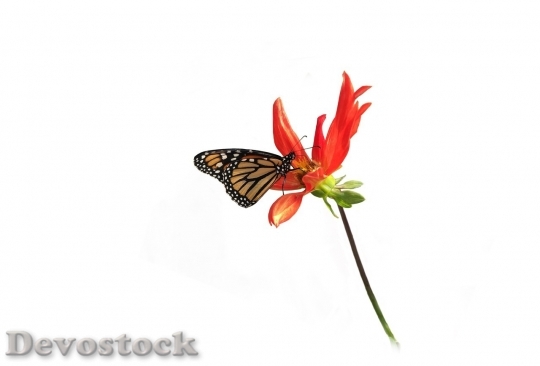 Devostock Butterfly colorful  (103)