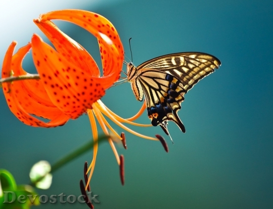 Devostock Butterfly colorful  (104)