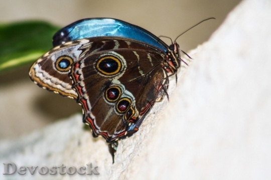 Devostock Butterfly colorful  (105)