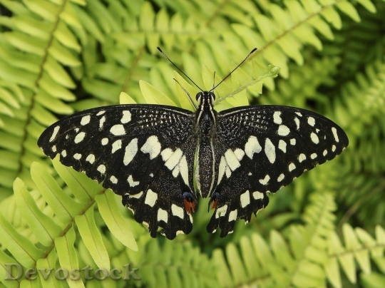 Devostock Butterfly colorful  (111)