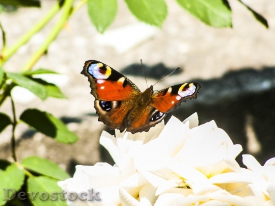 Devostock Butterfly colorful  (112)