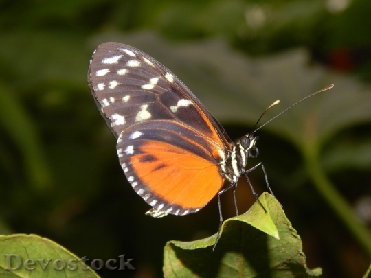 Devostock Butterfly colorful  (113)