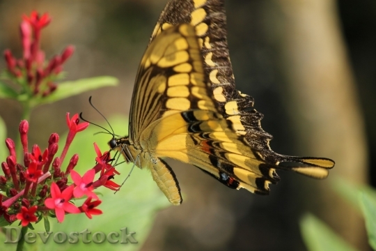 Devostock Butterfly colorful  (114)