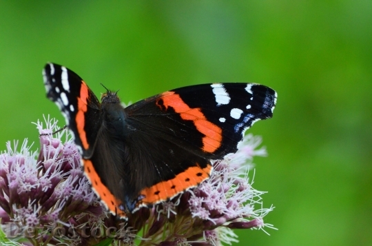 Devostock Butterfly colorful  (115)