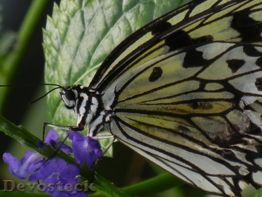 Devostock Butterfly colorful  (116)