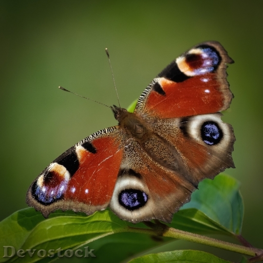 Devostock Butterfly colorful  (117)