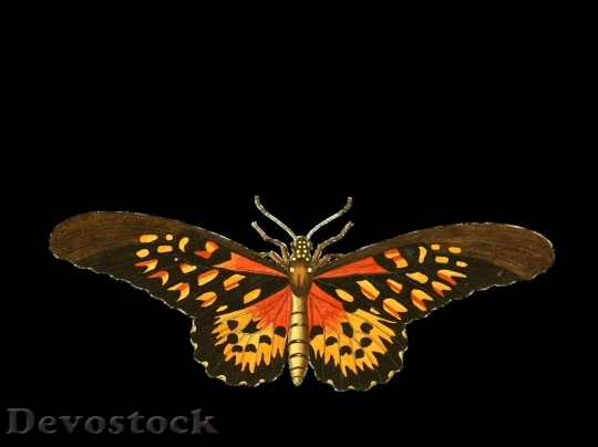 Devostock Butterfly colorful  (118)