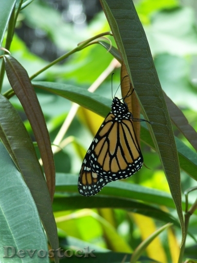 Devostock Butterfly colorful  (119)