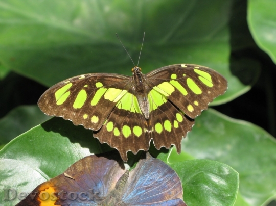 Devostock Butterfly colorful  (12)