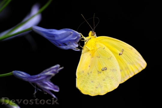 Devostock Butterfly colorful  (121)