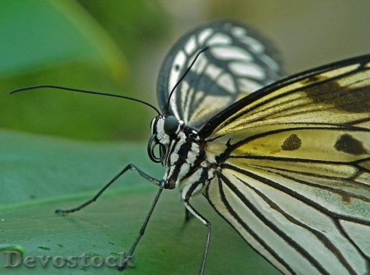 Devostock Butterfly colorful  (122)