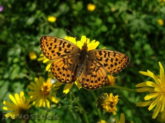 Devostock Butterfly colorful  (126)