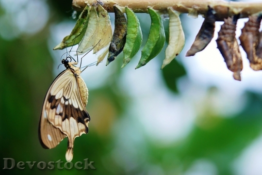 Devostock Butterfly colorful  (128)