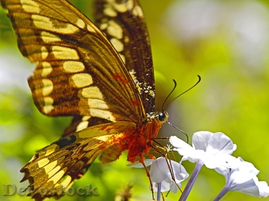 Devostock Butterfly colorful  (129)