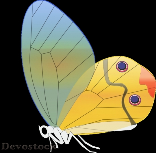 Devostock Butterfly colorful  (13)