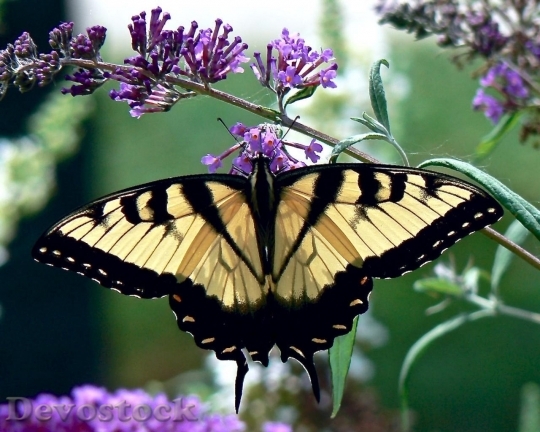 Devostock Butterfly colorful  (130)