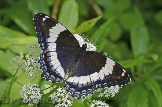 Devostock Butterfly colorful  (131)