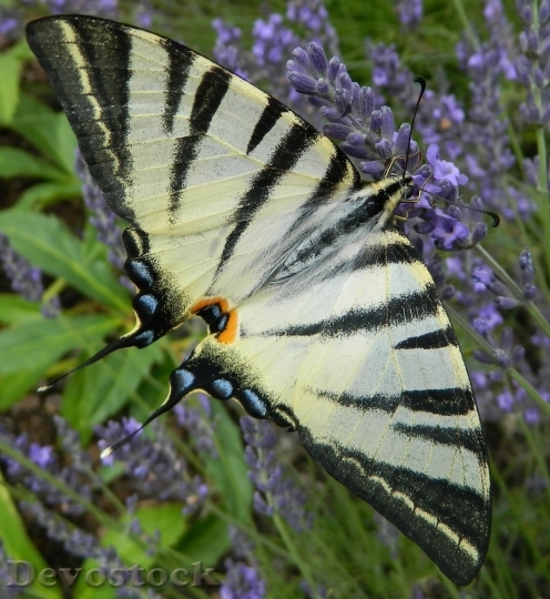 Devostock Butterfly colorful  (135)