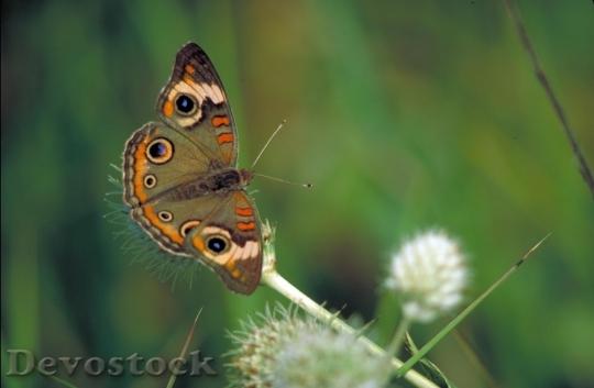 Devostock Butterfly colorful  (136)
